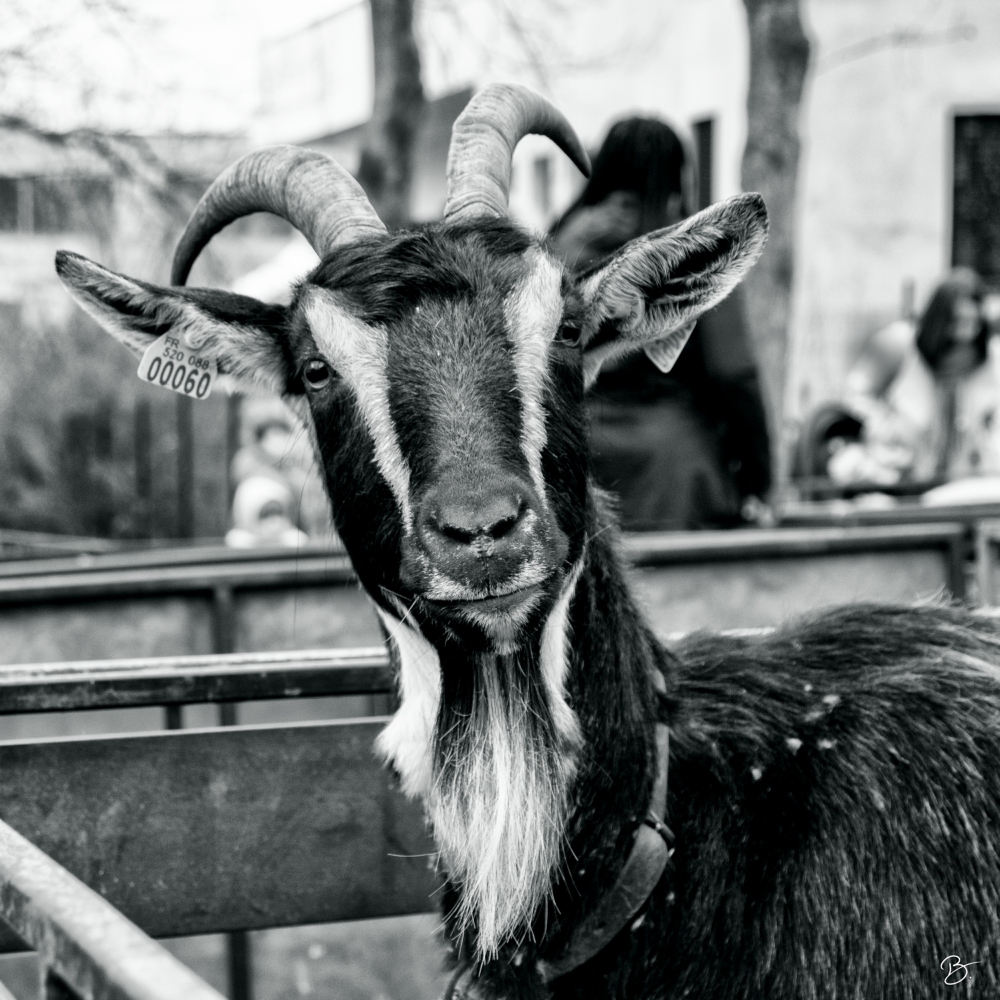 Des bêtes et des hommes